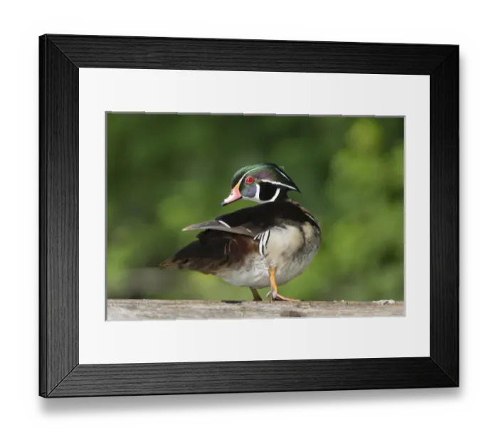 Framed Print : USA, Washington State. Male Wood Duck (Aix sponsa) preens while perched on a log