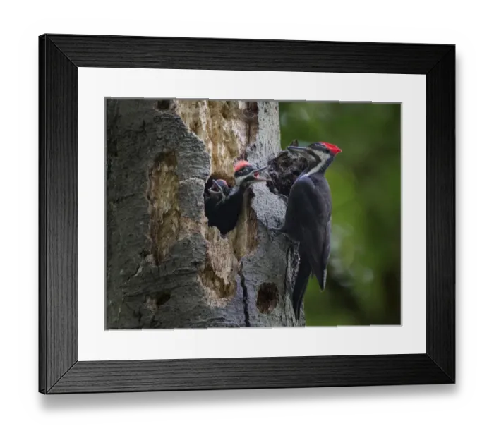 Framed Print : USA, Washington State. Female Pileated Woodpecker (Dryocopus pileatus) aside nest Framed Print : USA, Washington State. Female Pileated Woodpecker (Dryocopus pileatus) aside nest