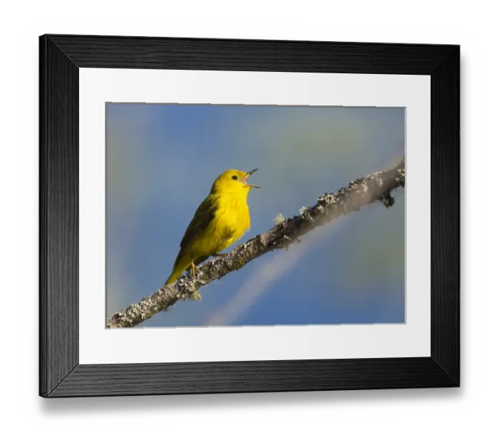 Framed Print : USA, Washington State. Male Yellow Warbler (Setophaga petechia) sings from a perch Framed Print : USA, Washington State. Male Yellow Warbler (Setophaga petechia) sings from a perch