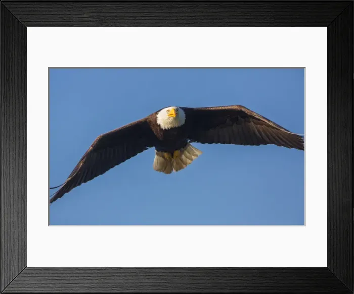 Framed Print : USA, Washington State. Bald Eagle (Haliaeetus leucocephalus) in flight over Lake Sammamish Framed Print : USA, Washington State. Bald Eagle (Haliaeetus leucocephalus) in flight over Lake Sammamish
