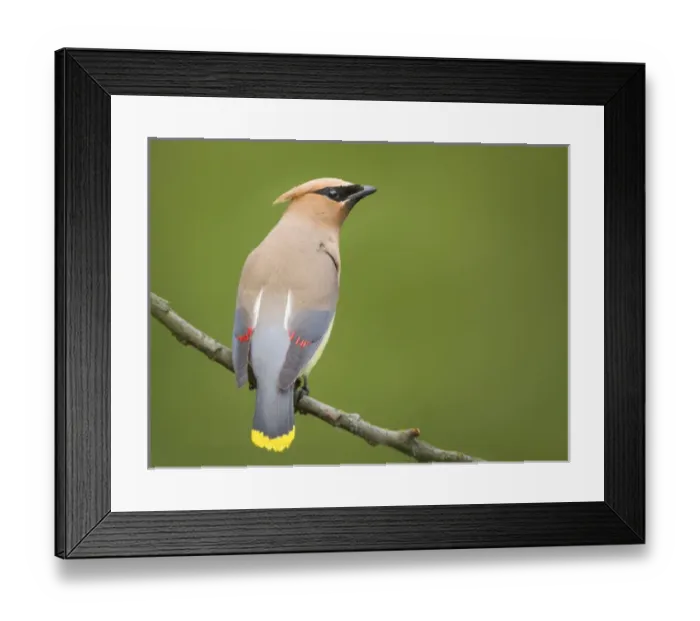 Framed Print : USA, Washington State. Cedar Waxwing (Bombycilla cedrorum) on a perch, Yarrow Bay Framed Print : USA, Washington State. Cedar Waxwing (Bombycilla cedrorum) on a perch, Yarrow Bay