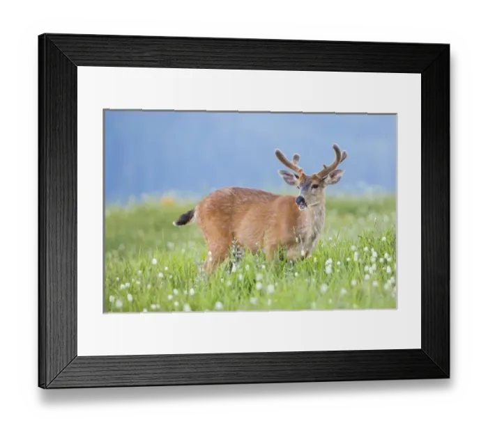 Framed Print : USA, Washington State, Olympic National Park