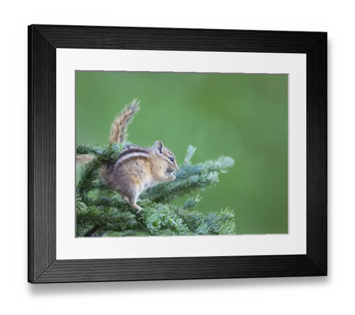 Framed Print : USA, Washington State, Olympic Natiional Park