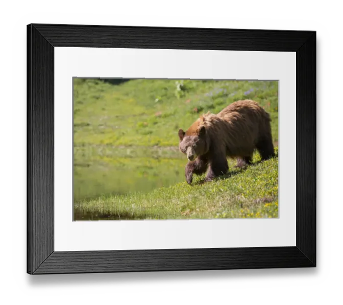 Framed Print : USA, Washington State, Mt. Rainier National Park Framed Print : USA, Washington State, Mt. Rainier National Park
