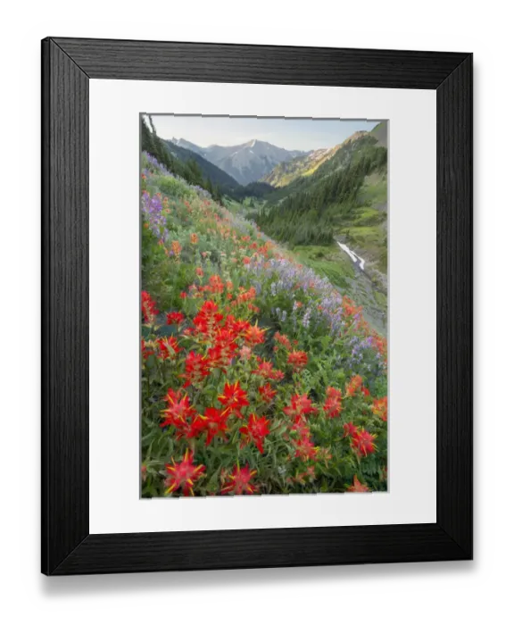 Framed Print : USA, Washington State, Olympic National Park Framed Print : USA, Washington State, Olympic National Park