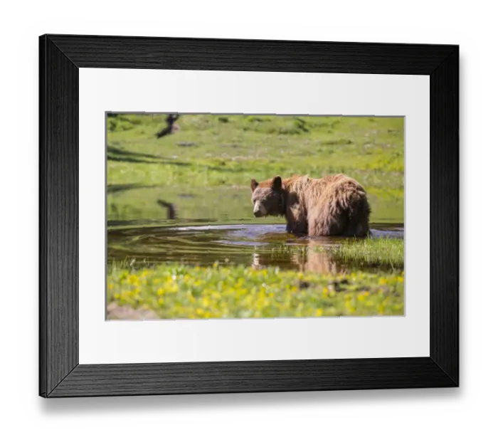 Framed Print : USA, Washington State, Mt. Rainier National Park Framed Print : USA, Washington State, Mt. Rainier National Park