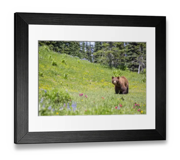 Framed Print : USA, Washington State, Mt. Rainier National Park Framed Print : USA, Washington State, Mt. Rainier National Park