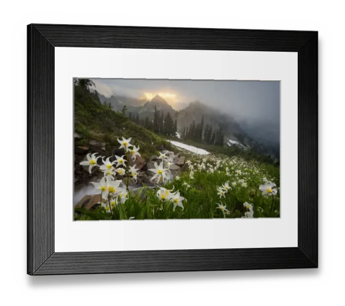 Framed Print : USA. Washinton State, Mt. Rainier National Park Framed Print : USA. Washinton State, Mt. Rainier National Park