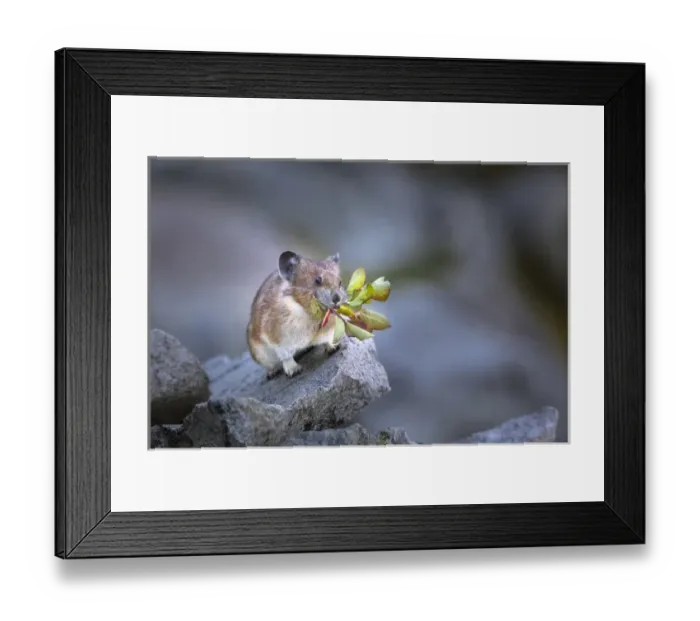 Framed Print : USA, Washington State, Mt. Rainier NP. Hardworking Pika (Ochotona princeps), bringing