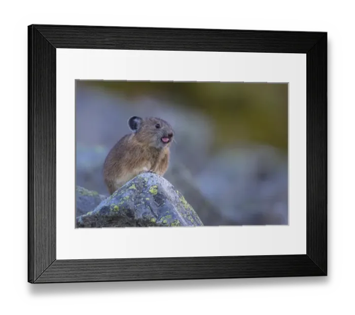 Framed Print : USA, Washington State. Pika (Ochotona princeps), a non-hibernating mammal closely