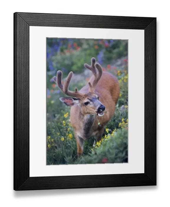 Framed Print : USA, Washington State, Olympic National Park Framed Print : USA, Washington State, Olympic National Park