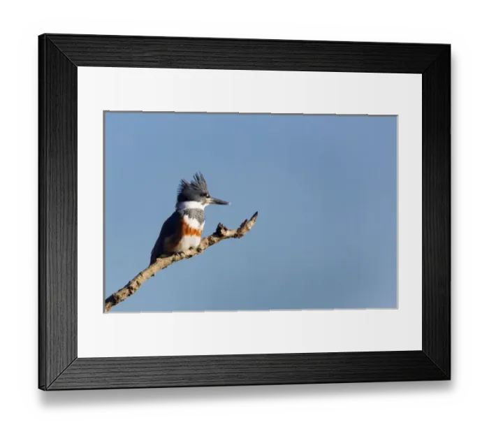 Framed Print : USA, Washington State. Female Belted Kingfisher (Megaceryle alcyon) on a perch Framed Print : USA, Washington State. Female Belted Kingfisher (Megaceryle alcyon) on a perch