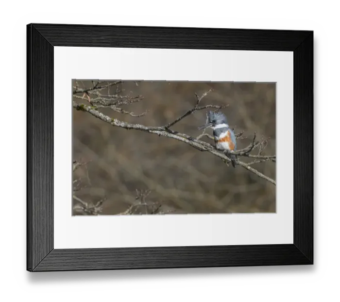 Framed Print : USA, Washington State. Female Belted Kingfisher (Megaceryle alcyon) on a perch