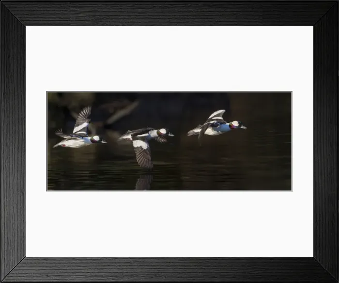 Framed Print : USA, Washington State. Flight sequence of a male Bufflehead (Bucephala albeola) Framed Print : USA, Washington State. Flight sequence of a male Bufflehead (Bucephala albeola)