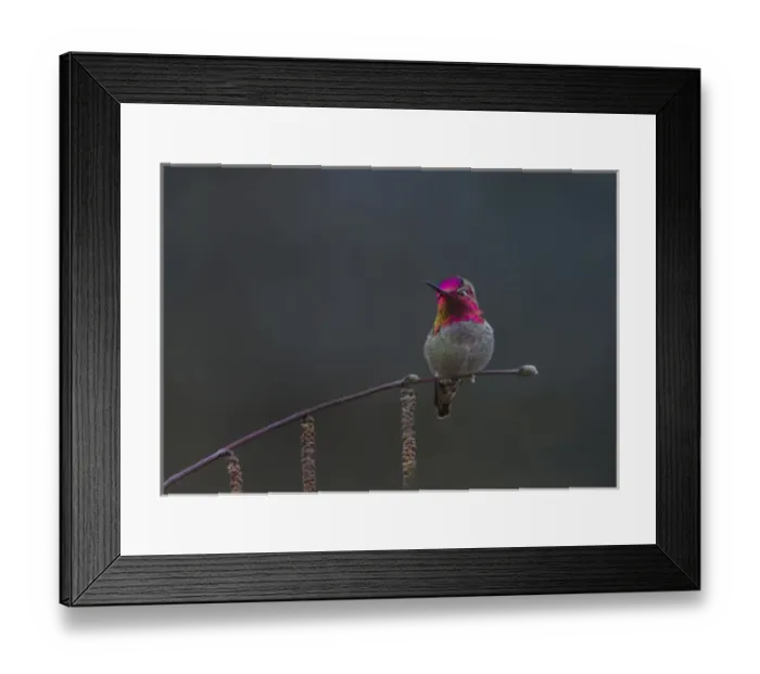 Framed Print : USA, Washington State. Male Annas Hummingbird (Calypte anna) flashes its iridescent Framed Print : USA, Washington State. Male Annas Hummingbird (Calypte anna) flashes its iridescent