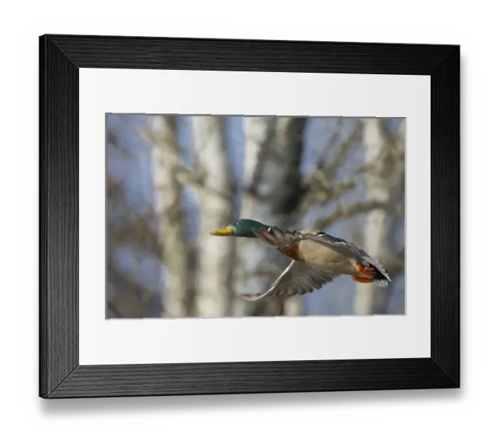 Framed Print : USA, Washington State. Mallard (Anas platyrhynchos) drake in flight Framed Print : USA, Washington State. Mallard (Anas platyrhynchos) drake in flight
