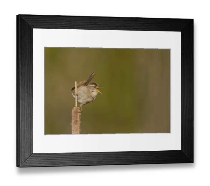 Framed Print : USA, Washington State. Male Marsh Wren(Cistothorus palustris) sings from a cattail Framed Print : USA, Washington State. Male Marsh Wren(Cistothorus palustris) sings from a cattail