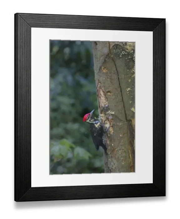 Framed Print : USA, Washington State. Male Pileated Woodpecker (Dryocopus pileatus) at work holing Framed Print : USA, Washington State. Male Pileated Woodpecker (Dryocopus pileatus) at work holing