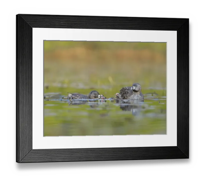 Framed Print : USA, Washington State. Pied-bill Grebe (Podilymbus podiceps) adult brings food item Framed Print : USA, Washington State. Pied-bill Grebe (Podilymbus podiceps) adult brings food item