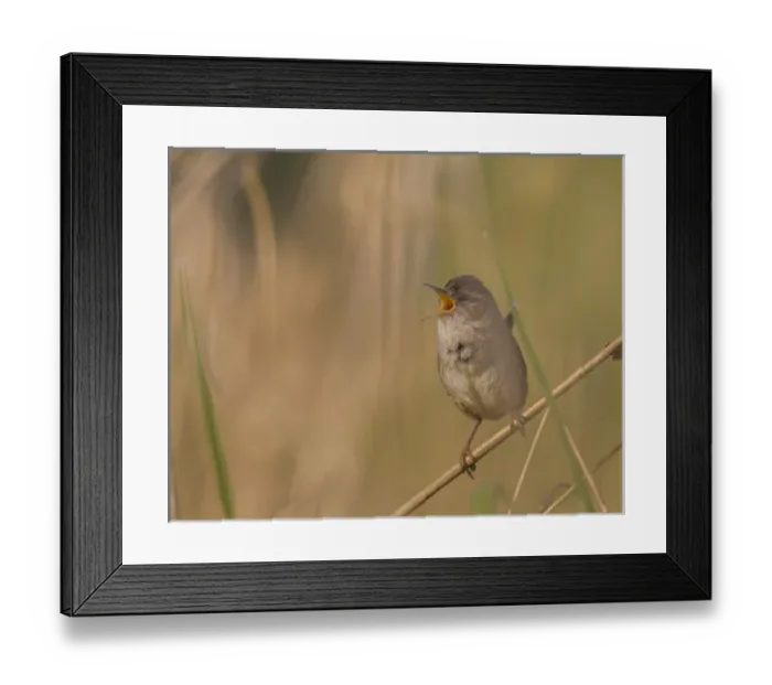 Framed Print : USA, Washington State. Male Marsh Wren(Cistothorus palustris) sings from a grass