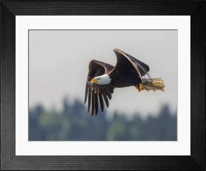Framed Print : USA, Washington State. Bald Eagle (Haliaeetus leucocephalus) in flight with fish Framed Print : USA, Washington State. Bald Eagle (Haliaeetus leucocephalus) in flight with fish