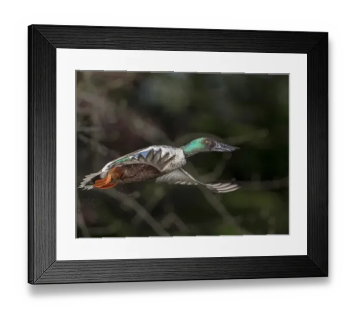 Framed Print : USA, Washington State. Northern Shoveler (Anas clypeata) male in flight Framed Print : USA, Washington State. Northern Shoveler (Anas clypeata) male in flight