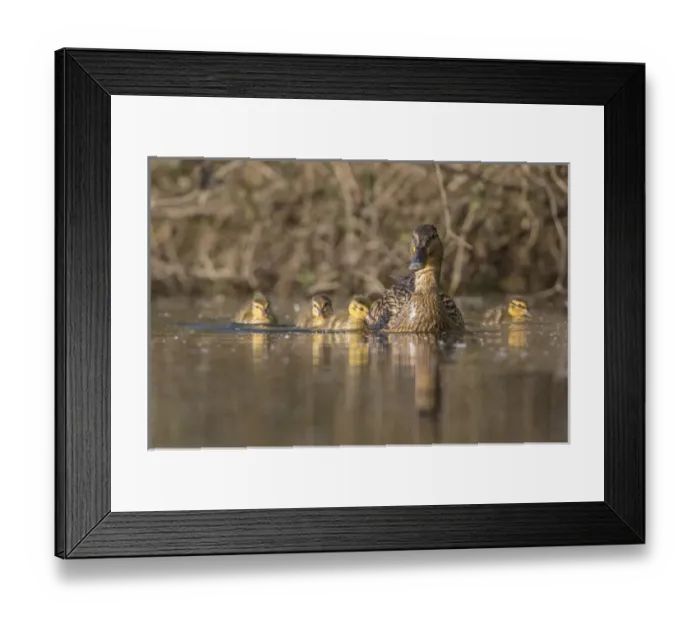 Framed Print : USA, Washington State. Mallard hen (Anas platyrhynchos) with ducklings on the shore Framed Print : USA, Washington State. Mallard hen (Anas platyrhynchos) with ducklings on the shore