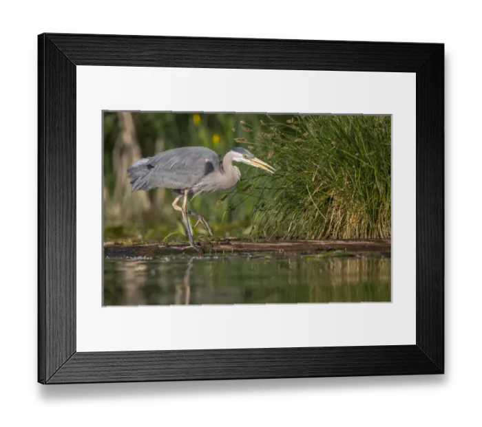 Framed Print : USA, Washington State. Great Blue Heron (Ardea herodias) stalks for food on Union Bay Framed Print : USA, Washington State. Great Blue Heron (Ardea herodias) stalks for food on Union Bay