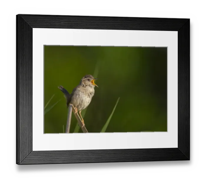 Framed Print : USA, Washington State. Male Marsh Wren(Cistothorus palustris) sings from a grass Framed Print : USA, Washington State. Male Marsh Wren(Cistothorus palustris) sings from a grass