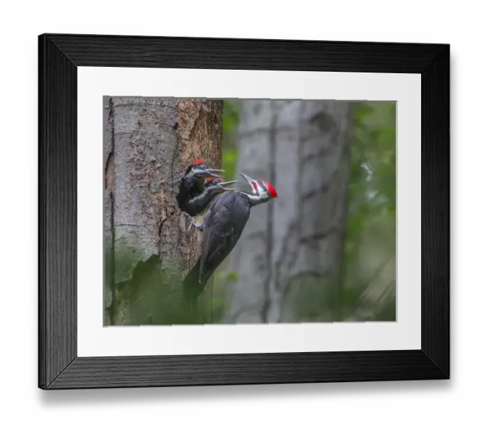 Framed Print : USA, Washington State. Male Pileated Woodpecker (Dryocopus pileatus) at nest in snag