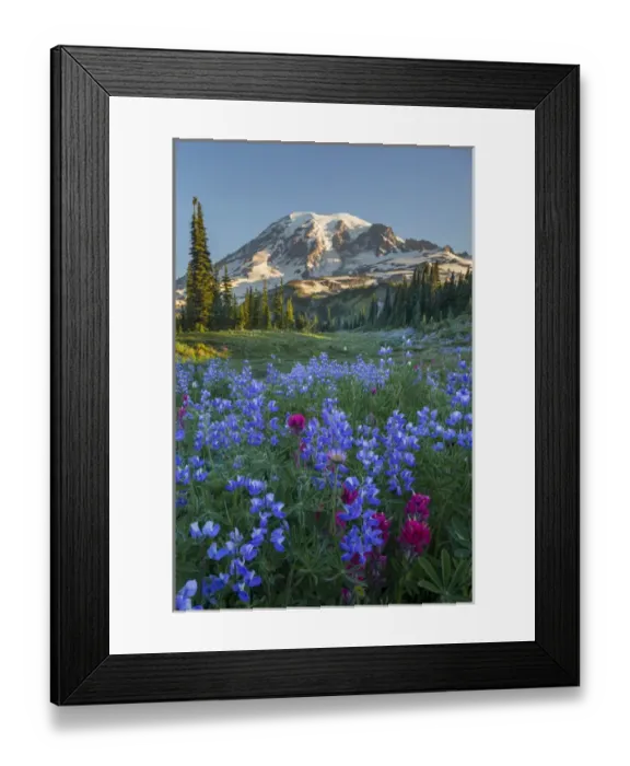 Framed Print : USA, Washington State. Subalpine paintbrush and lupine wildflowers and Mt. Rainier at Mazama Ridge Framed Print : USA, Washington State. Subalpine paintbrush and lupine wildflowers and Mt. Rainier at Mazama Ridge