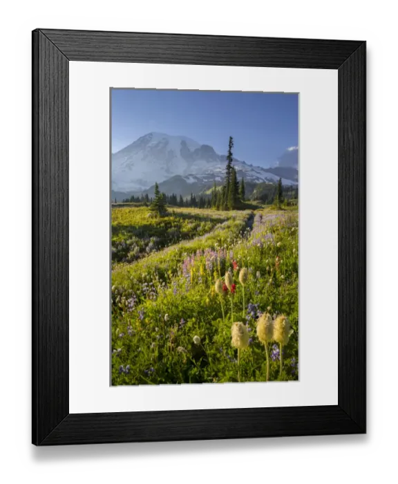 Framed Print : USA, Washington State. Subalpine pasque flower, paintbrush and lupine wildflowers and Mt Framed Print : USA, Washington State. Subalpine pasque flower, paintbrush and lupine wildflowers and Mt