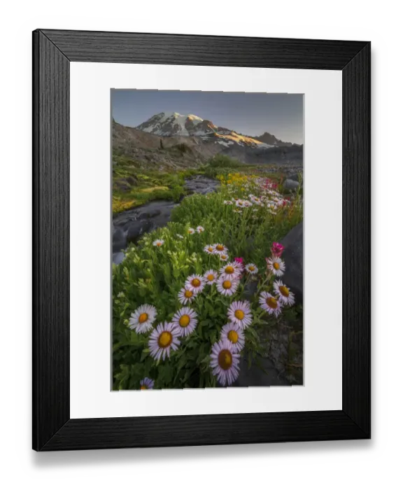 Framed Print : USA, Washington State. Subalpine (Mountain) Daisy (Erigeron peregrinus) and other Framed Print : USA, Washington State. Subalpine (Mountain) Daisy (Erigeron peregrinus) and other