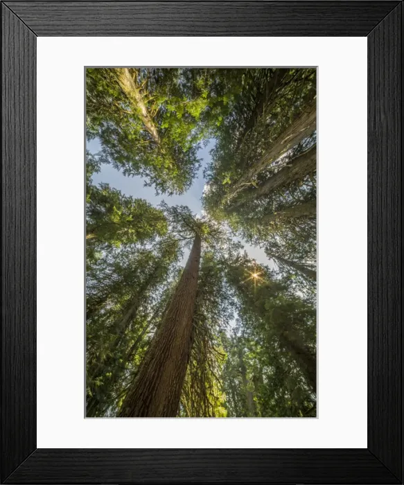 Framed Print : USA, Washington State. Looking up toward tall, mature, old growth conifers at Grove Framed Print : USA, Washington State. Looking up toward tall, mature, old growth conifers at Grove