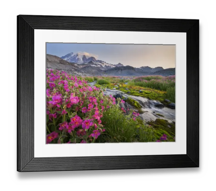 Framed Print : USA, Washington State. Lewiss Monkeyflower (Mimulus lewisii) along Panorama Trail Framed Print : USA, Washington State. Lewiss Monkeyflower (Mimulus lewisii) along Panorama Trail
