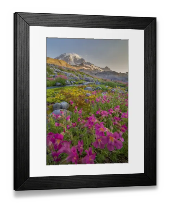 Framed Print : USA, Washington State. Lewiss Monkeyflower (Mimulus lewisii) along Panorama Trail