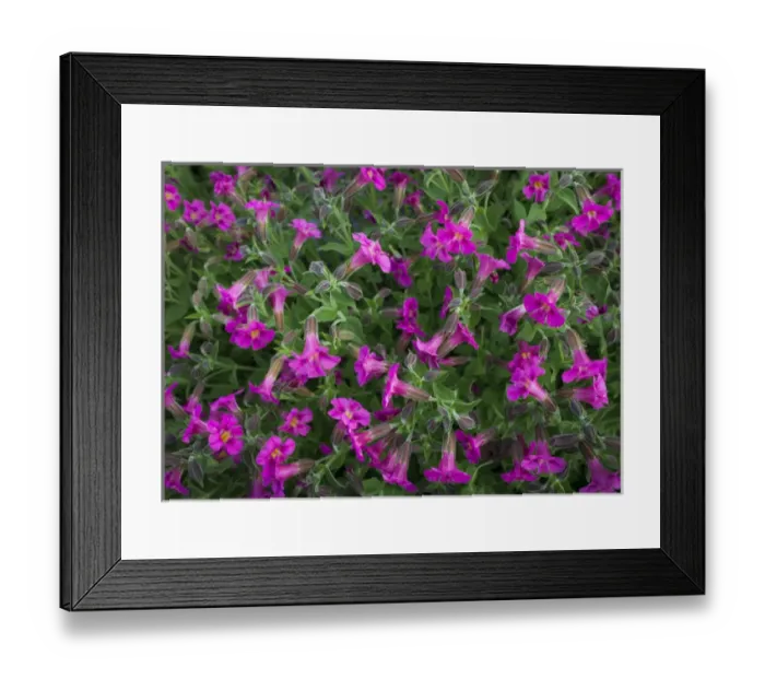 Framed Print : USA, Washington State. Pattern of Lewiss Monkeyflower (Mimulus lewisii) at Mt Framed Print : USA, Washington State. Pattern of Lewiss Monkeyflower (Mimulus lewisii) at Mt
