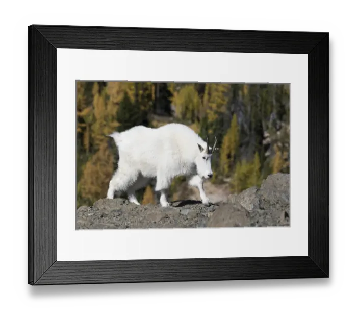 Framed Print : WA, Alpine Lakes Wilderness, Mountain goat, Nanny Framed Print : WA, Alpine Lakes Wilderness, Mountain goat, Nanny