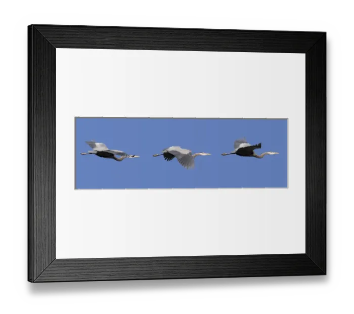 Framed Print : WA, Redmond, Great Blue Heron (Ardea herodias) Framed Print : WA, Redmond, Great Blue Heron (Ardea herodias)