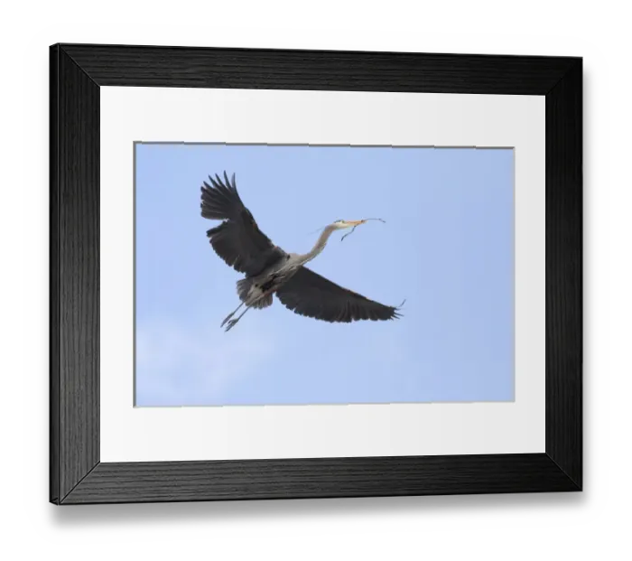 Framed Print : WA, Redmond, Great Blue Heron (Ardea herodias) Framed Print : WA, Redmond, Great Blue Heron (Ardea herodias)