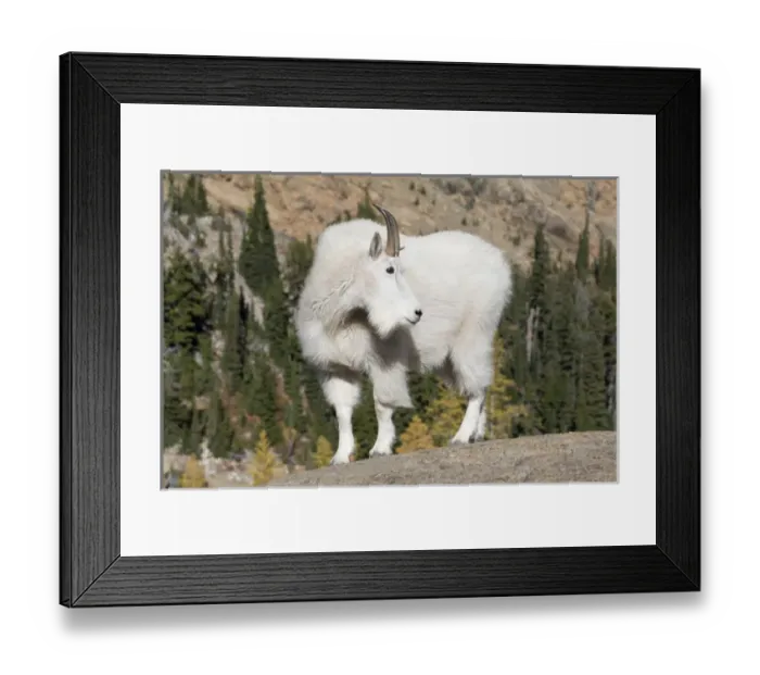 Framed Print : WA, Alpine Lakes Wilderness, Mountain goat; Billy goat Framed Print : WA, Alpine Lakes Wilderness, Mountain goat; Billy goat
