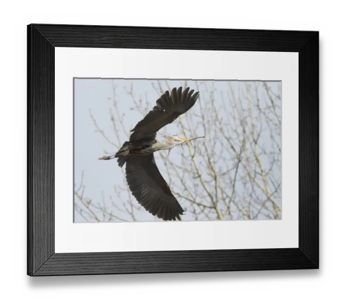 Framed Print : WA, Redmond, Great Blue Heron (Ardea herodias), flying back to nest with a stick Framed Print : WA, Redmond, Great Blue Heron (Ardea herodias), flying back to nest with a stick