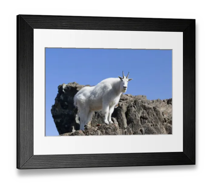 Framed Print : WA, Alpine Lakes Wilderness, Mountain goat, Nanny
