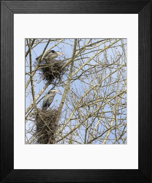 Framed Print : WA, Redmond, Great Blue Herons (Ardea herodias), on nest at rookery Framed Print : WA, Redmond, Great Blue Herons (Ardea herodias), on nest at rookery