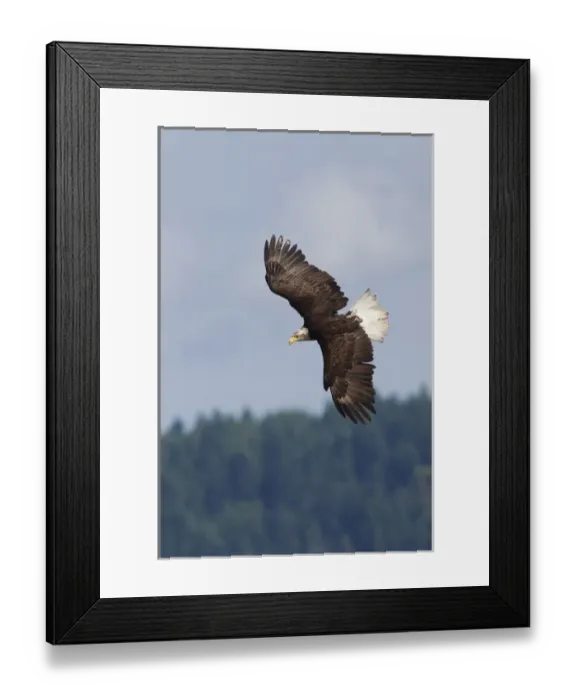 Framed Print : Bald Eagle in Flight