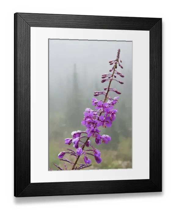 Framed Print : Fireweed, frosty covering