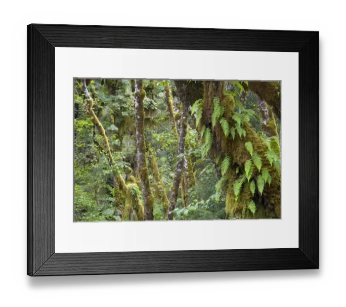 Framed Print : Olympic National Park, Hoh River Valley Framed Print : Olympic National Park, Hoh River Valley