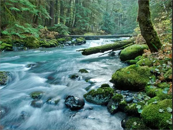 The Dungeness River in Olympic National Park, Washington