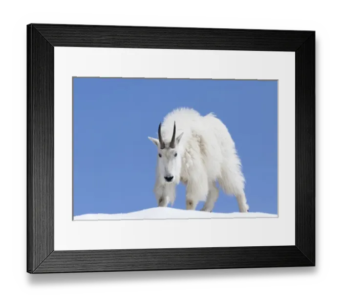 Framed Print : WA, Alpine Lakes Wilderness, Mountain goat, Billy goat, male Framed Print : WA, Alpine Lakes Wilderness, Mountain goat, Billy goat, male