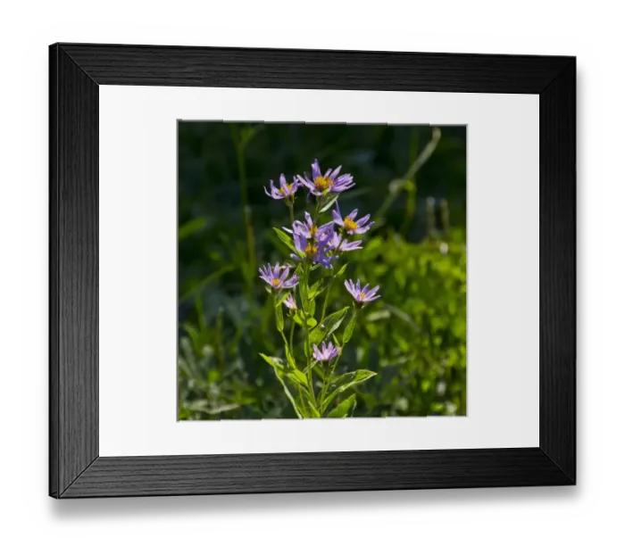 Framed Print : alpine aster; Paradise; Mount Rainier National Park; Washington; USA
